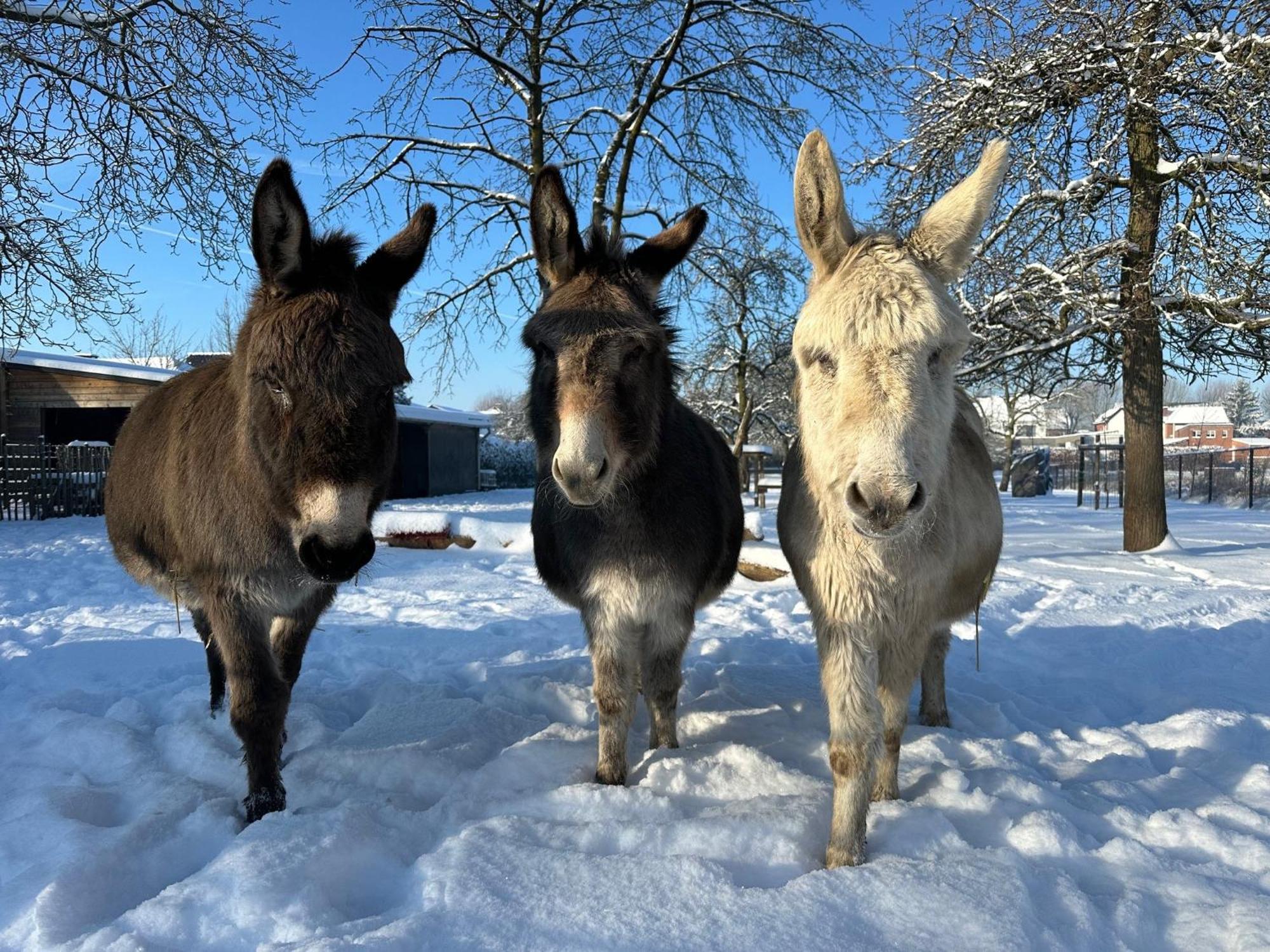 Luna Logies Lanaken Esterno foto